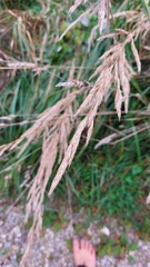 Calamagrostis epigejos