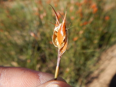 Willdenowia arescens