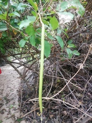 Dolichandra unguis-cati