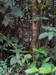 Ahaetulla farnsworthi