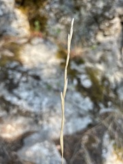 Hordeinae
