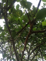 Bursera schlechtendalii