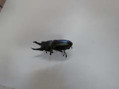 Prismognathus dauricus