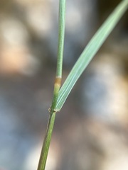 Hordeinae