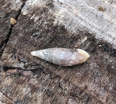 Charpentieria