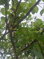 Bursera schlechtendalii