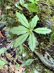 Lysionotus pauciflorus