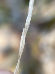 Hordeinae