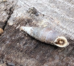 Charpentieria