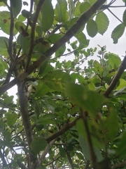 Bursera schlechtendalii