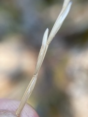Hordeinae