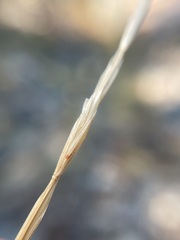Hordeinae