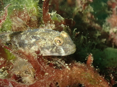 Gobius niger