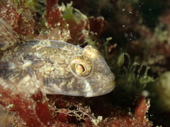 Gobius niger