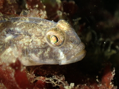 Gobius niger
