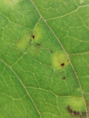 Puccinia convolvuli