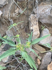 Euphorbia davidii
