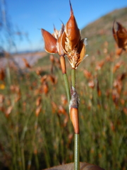 Willdenowia arescens
