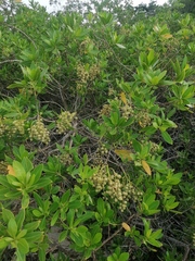 Conocarpus erectus