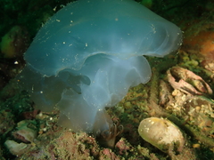 Rhizostoma octopus