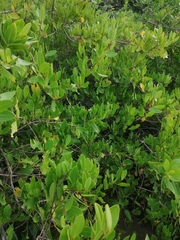 Laguncularia racemosa