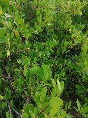 Laguncularia racemosa