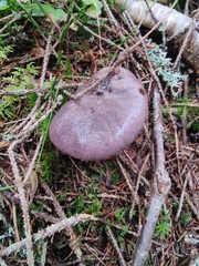 Gomphidius glutinosus