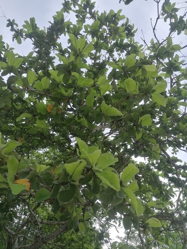 Terminalia macrostachya (Terminalia macrostachya)