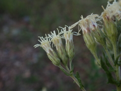 Brickellia eupatorioides