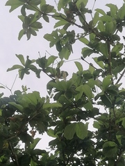 Terminalia macrostachya