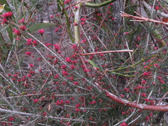 Calytrix alpestris
