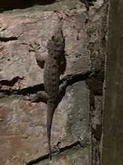 Gekko monarchus