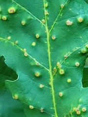 Neuroterus floccosus