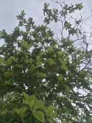 Terminalia macrostachya