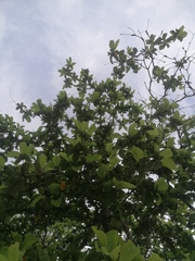 Terminalia macrostachya