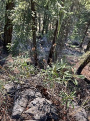 Penstemon fruticosus