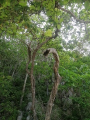 Terminalia macrostachya