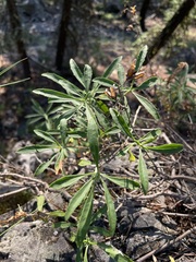 Penstemon fruticosus