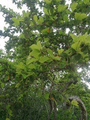 Terminalia macrostachya