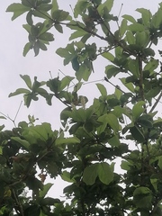 Terminalia macrostachya