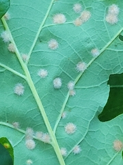 Neuroterus floccosus