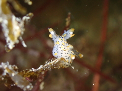Thecacera pennigera