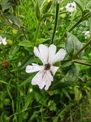 Microbotryum lychnidis-dioicae