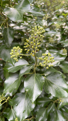 Hedera