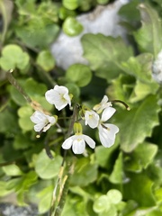 Brassicaceae