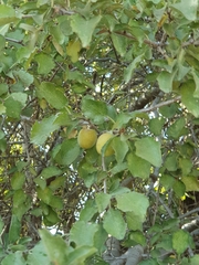 Prunus ursina
