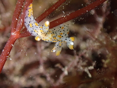 Thecacera pennigera