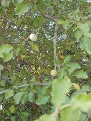 Prunus ursina