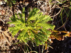 Dendrolycopodium dendroideum