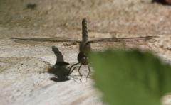 Sympetrum danae